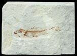 Bargain, Cretaceous Fossil Fish - Lebanon #70009-1